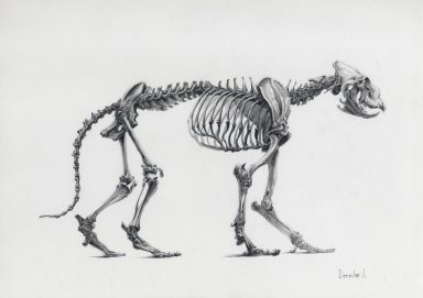 Скелет Льва