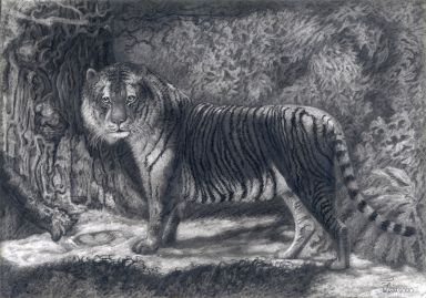 Укромный уголок тигра
