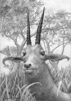 Портрет антилопы (красота рогов)