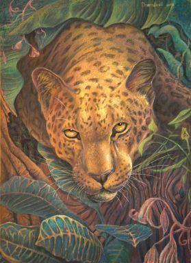 Взгляд сонного леопарда