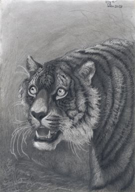 Испуганная тигрица (портрет)