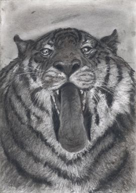 Тигр дразнит
