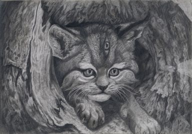 Дикий лесной котенок в дупле