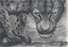 Взгляд дальневосточного леопарда (Psychodelic anthro and animalistica)