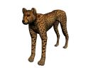 3D Cheetah 3Ds MAX 8.0