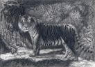 Укромный уголок тигра (Psychodelic anthro and animalistica)