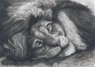Мечтательный лев (портрет) (Анималистика)