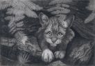 Портрет дикого лесного котенка