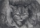 Дикий лесной котенок в дупле (Анималистика)